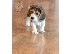 PoulaTo: κουτάβι beagle